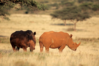一对白色犀牛钇模拟草原南非洲