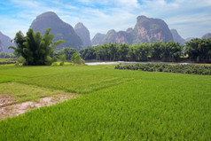风景优美的景观与大米字段流动河和石灰石山附近yangshuo中国