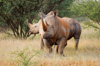 濒临灭绝的白色<strong>犀牛</strong>钇模拟自然栖息地南非洲