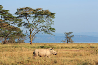 白色<strong>犀牛</strong>钇模拟开放草原湖纳库鲁国家公园肯尼亚