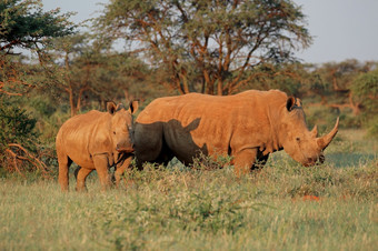 白色<strong>犀牛</strong>钇模拟与小腿自然栖息地南非洲