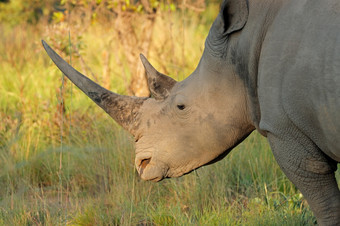 肖像白色<strong>犀牛</strong>钇模拟自然栖息地南非洲