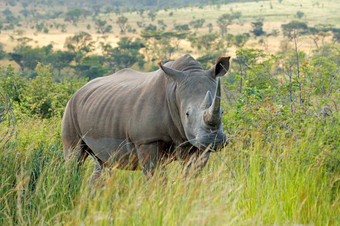 濒临灭绝的白色犀牛钇模拟自然栖息地南非洲