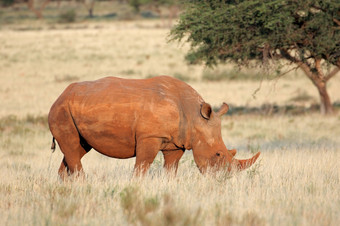 濒临灭绝的白色<strong>犀牛</strong>钇模拟放牧草原南非洲
