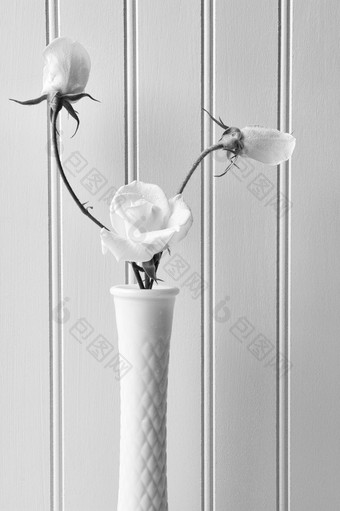 特写镜头白色玫瑰乳白色的花瓶对白色beadboard背景垂直格式黑色的而且白色