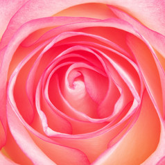 美丽的粉红色的玫瑰花关闭宏拍摄