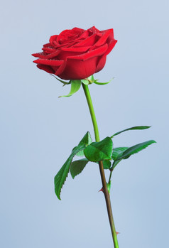 单红色的玫瑰花蓝色的背景