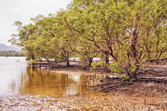 泰国红树林沼泽红树林沼泽低潮泰国