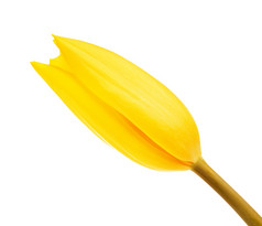 黄色的郁金香花巴德孤立的白色背景黄色的郁金香花巴德