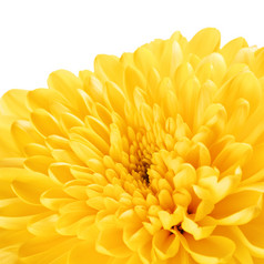 秋天黄色的花菊花背景宏拍摄黄色的菊花花花瓣