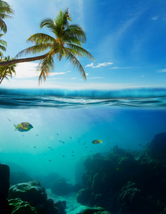 热带水下拍摄分裂与表面椰子树和天空