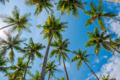 异国情调的热带棕榈树夏天视图从底的天空阳光明媚的一天