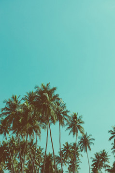 棕榈树热带海滩古董健美的和复古的颜色程式化的