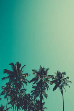 棕榈树热带海滩古董健美的和复古的颜色程式化的