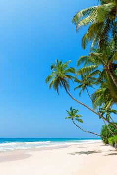 热带海滩与棕榈树海洋海岸和清洁沙子阳光明媚的一天