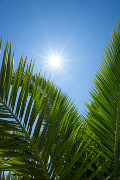 健康的多汁的绿色棕榈树叶与清晰的蓝色的天空和闪亮的夏天太阳明星