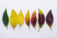 梯度秋天树叶行从绿色通过黄色的红色的和黑暗紫色的