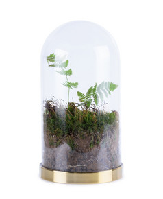关闭密封自我可持续发展的生态系统trasparent玻璃瓶Jar与莫斯和蕨类植物孤立的白色背景