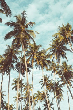 椰子棕榈树热带海滩古董怀旧电影颜色过滤器程式化的和健美的