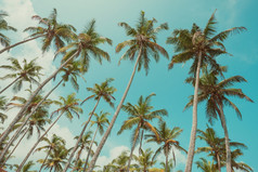 古董健美的热带cocnut棕榈树在天空背景