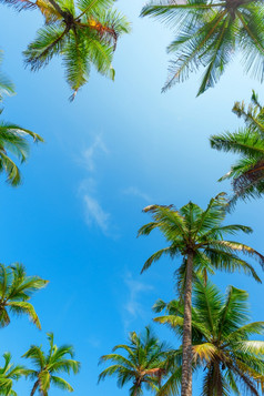 椰子棕榈树树叶与蓝色的天空复制空间
