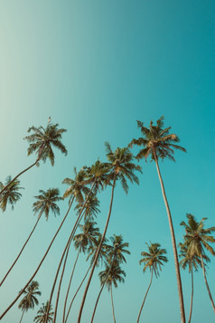 高棕榈树热带海滩与清晰的天空背景古董颜色过滤后的与复制空间