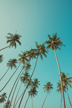 高棕榈树热带海岸在蓝色的天空古董过滤后的
