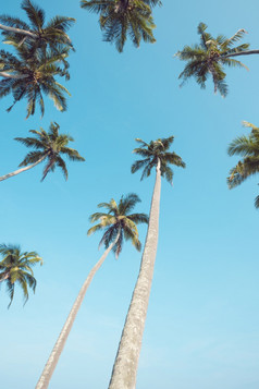 复古的软颜色健美的热带海滩棕榈树在清晰的蓝色的天空Backgound