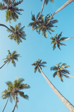 棕榈树古董过滤后的的角度来看视图从地面的清晰的夏天天空热带岛海滩