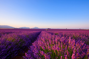 <strong>薰衣草</strong>场美丽的没完没了的行花与山和孤独的农场房子日出