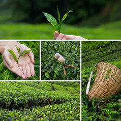 美丽的拼贴画茶灌木种植园和手harversting