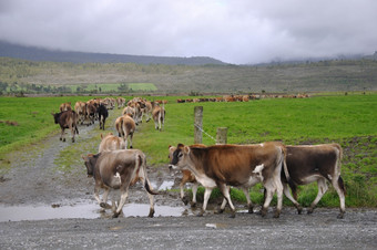 泽西岛小母牛转成比赛对牧场韦斯特兰新新西兰