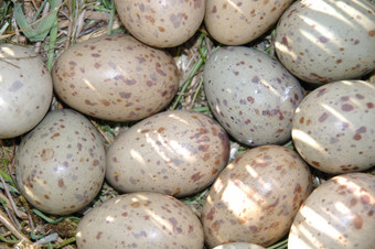 背景拍摄鸡蛋铺设swamphen紫水鸡Porphryio卟啉西海岸南岛新新西兰