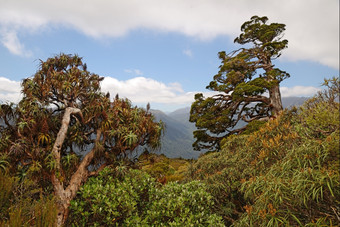 新新西兰雪松占据主导地位的地平线补丁高山本地的森林韦斯特兰<strong>利</strong>博塞德鲁斯比德威<strong>利是</strong>不同的被称为豪特亚海川卡新新西兰雪松