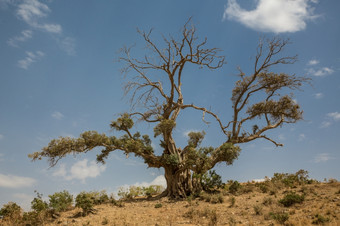 孤独的幸存者树哪一个有失去了一半它的叶子站高干旱土地