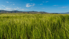 美丽的埃拉格罗斯蒂斯微软目前场本地的的北部埃塞俄比亚高地典型的农村农田埃塞俄比亚