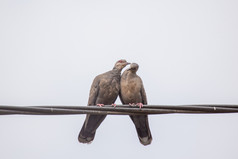 两个微暗的乌龟鸽子显示感情在交配仪式