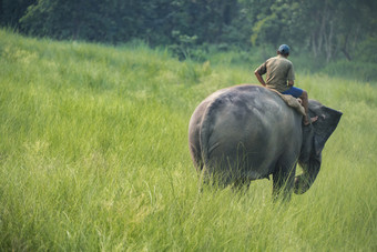 mahout<strong>大象</strong>骑手骑女<strong>大象</strong>野生动物和农村照片亚洲<strong>大象</strong>国内动物