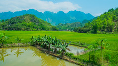 夏天景观与绿色大米场而且山越南