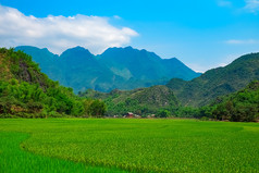 绿色大米场和山五月洲谷越南东南亚洲