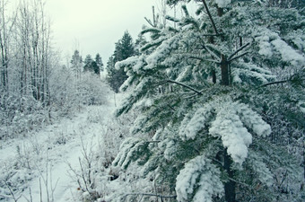 冬天场景棒分支机构雪森林