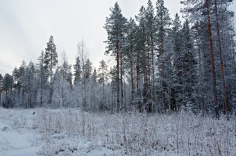 冬天场景松雪森林