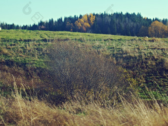 秋天农村景观艺术农村景观阿尔汉格尔斯克的地区俄罗斯