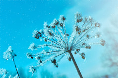 水晶snow-flowers对的蓝色的天空冬天想知道自然晶体霜冬场景景观