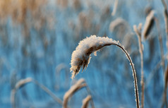 冬天美丽的圣诞节景观雪里德对日落浅景深效果