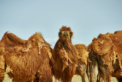 大夏的two-humped骆驼戈壁沙漠蒙古