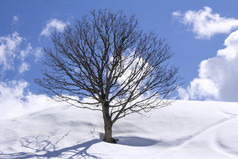 独立树冬天场和蓝色的天空