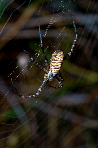 蜘蛛阿吉奥佩布鲁恩尼奇<strong>相当</strong>大的大小和威胁方面蜘蛛阿吉奥佩布鲁恩尼奇