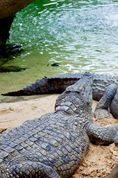 细节的头尼罗河鳄鱼Crocodylusniloticus尼罗河鳄鱼Crocodylusniloticus