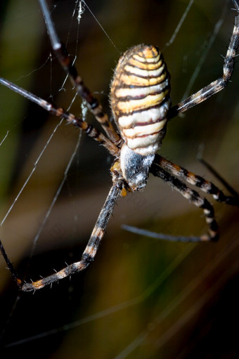 蜘蛛阿吉奥佩布鲁恩尼奇<strong>相当</strong>大的大小和威胁方面蜘蛛阿吉奥佩布鲁恩尼奇